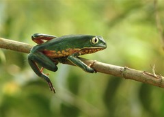 Phyllomedusa distincta