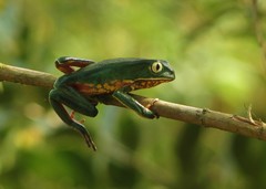 Phyllomedusa distincta