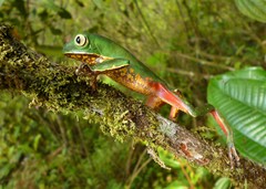Phyllomedusa distincta
