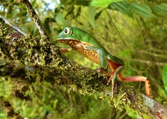 Phyllomedusa distincta