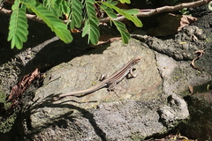 Cnemidophorus gaigei