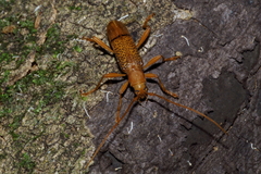Xuthodes punctipennis