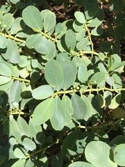 Euphorbia celastroides