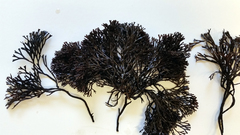 Melanthalia abscissa