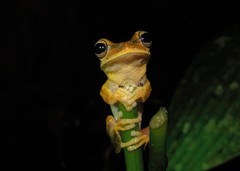 Boana bischoffi