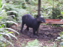 Tapirus pinchaque