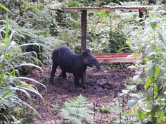 Tapirus pinchaque