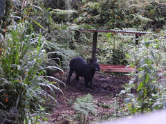 Tapirus pinchaque