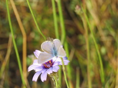 Catananche caerulea
