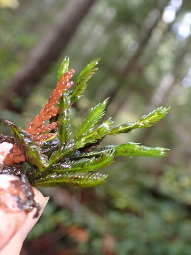 Large-leaved Pocket Moss (Fissidens grandifrons)