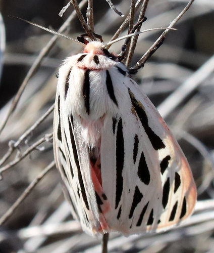 Arge Moth photo 5