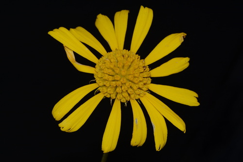 oneflower honeycombhead (Balduina uniflora)