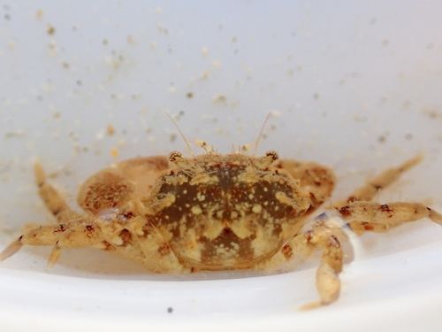 Glabropilumnus laevis observed 2025-12-08