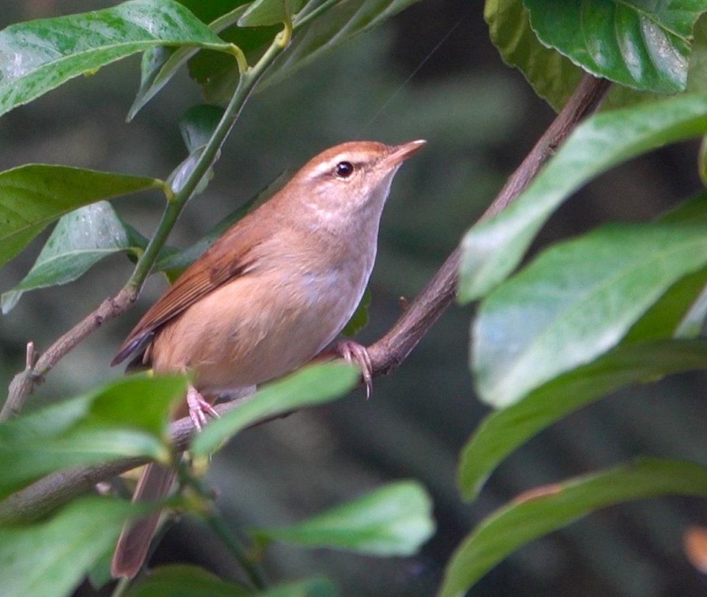 Manchurian Bush-Warbler from 中正紀念堂, 中正區, TW on January 25, 2020 at 10: ...