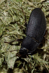 Mimopeus opaculus