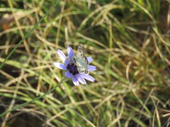 Catananche caerulea
