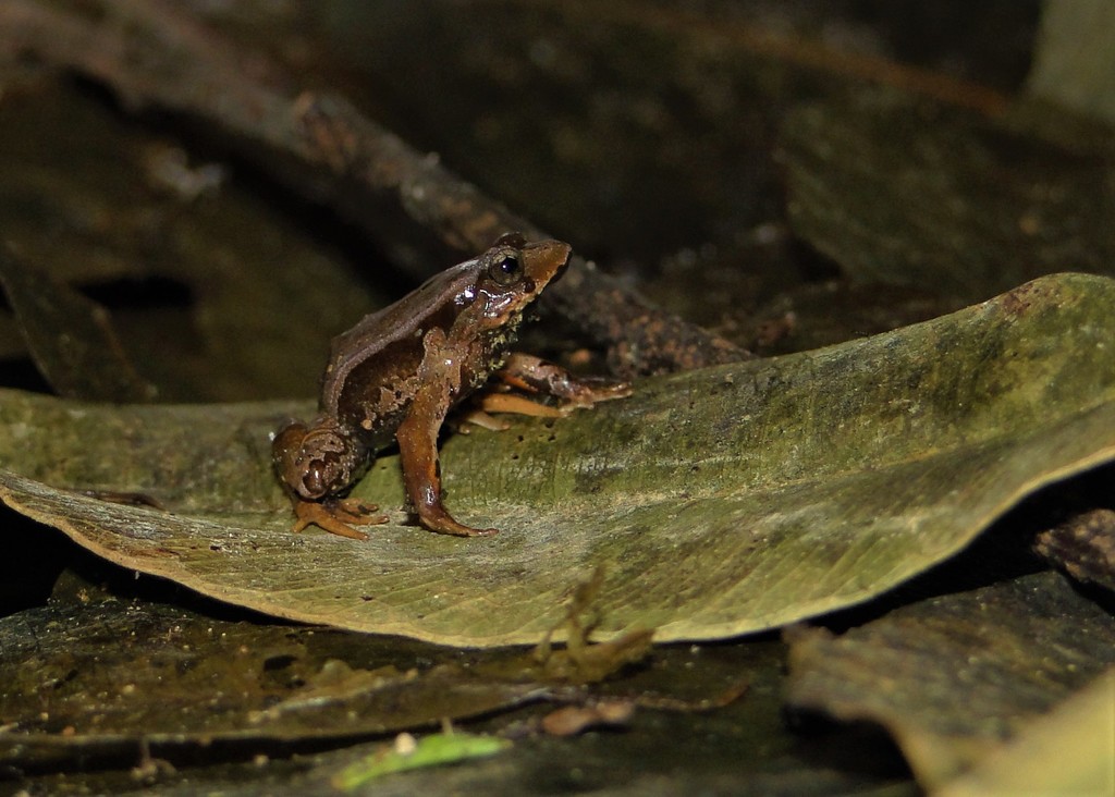 Coastal Frogs