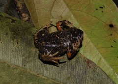Paratelmatobius