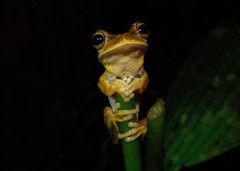 Boana bischoffi