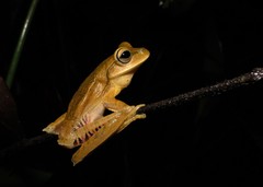 Boana bischoffi