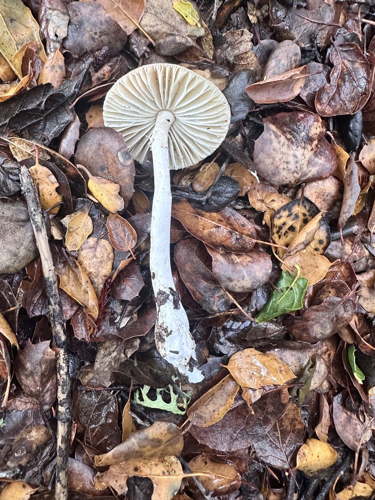 Amanita phalloides · December 2025 · photo: © katrinamccollough (iNaturalist, cc0)