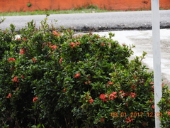 Phaethornis striigularis