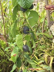 Passiflora ligularis