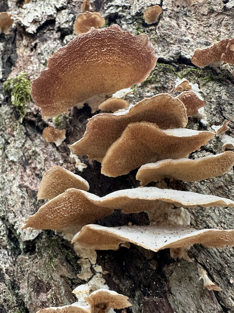 Trichaptum biforme · December 2025 · photo: © ana_kaahanui (iNaturalist, cc-by)