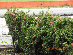 Phaethornis striigularis