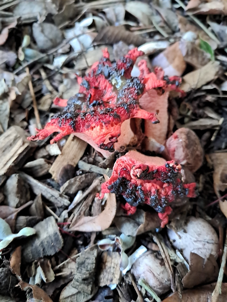 Aseroe rubra · December 2025 · photo: © plutoishere (iNaturalist, cc0)