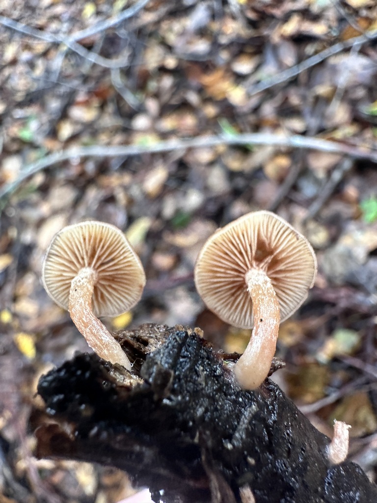 Tubaria furfuracea · December 2025 · photo: © katrinamccollough (iNaturalist, cc0)