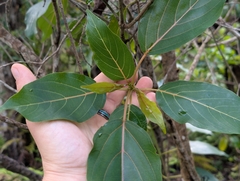 Colubrina oppositifolia, photograph author not stated, no rights reserved