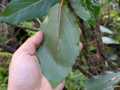 Colubrina oppositifolia, photograph author not stated, no rights reserved