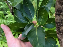 author not stated, no rights reserved Sapindus oahuensis, photograph author not stated, no rights reserved