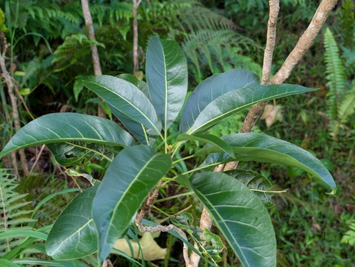 lonomea (Sapindus oahuensis)