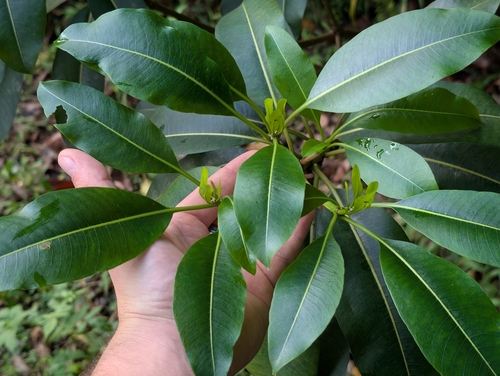 Hao (Rauvolfia sandwicensis)