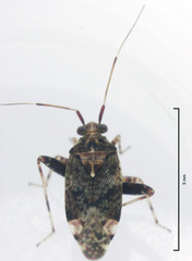 Chinamiris muehlenbeckiae