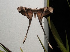 Copiopteryx