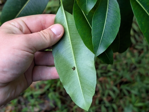 Rauvolfia sandwicensis, photograph 5