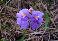 Utricularia tricolor