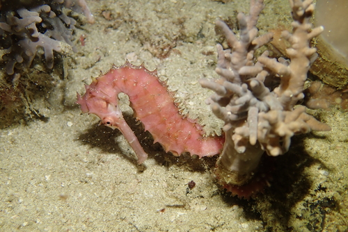 Hippocampus histrix