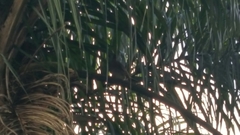 Aves