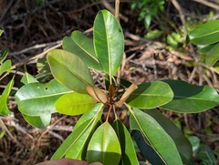 Planchonella sandwicensis, photograph author not stated, no rights reserved