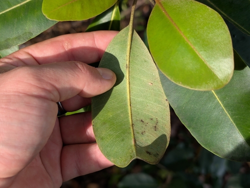 Planchonella sandwicensis, photograph 4