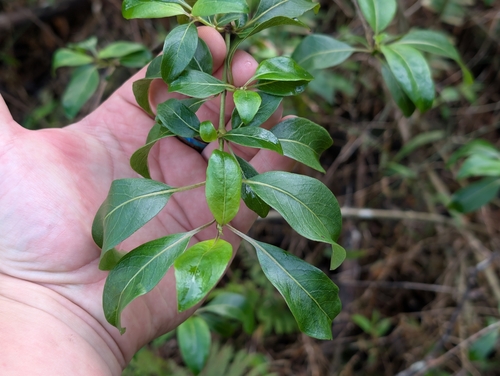 Coprosma foliosa observed 2025-12-23