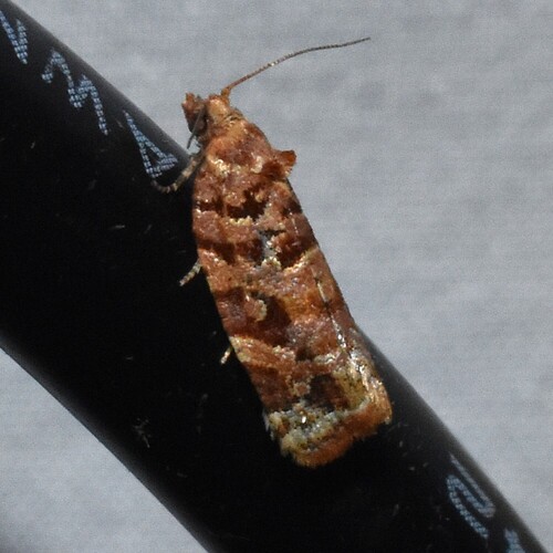 Jack Pine Tube Moth and Allies photo 5