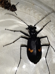 Oxycheila tristis