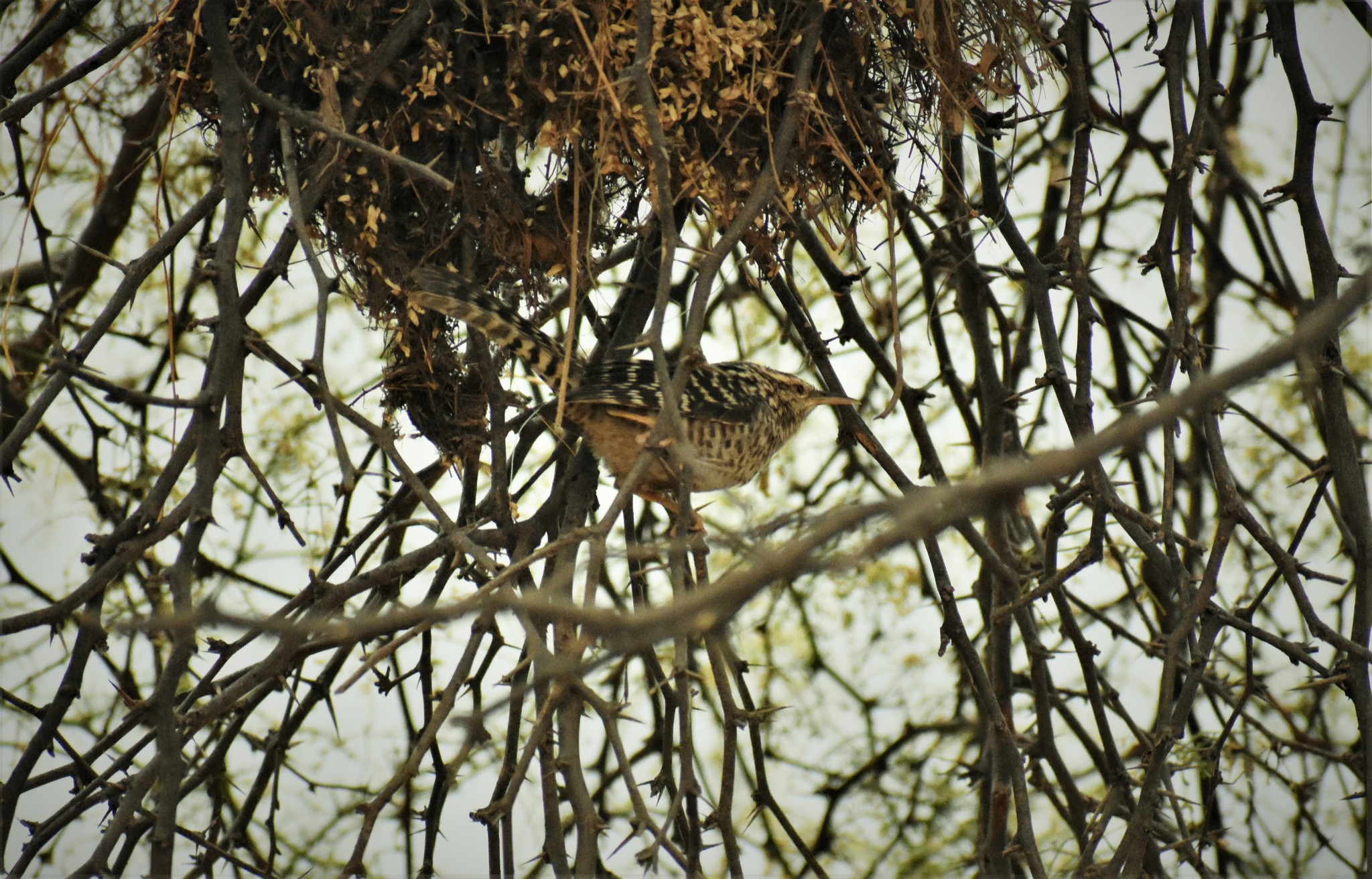 Campylorhynchus fasciatus image