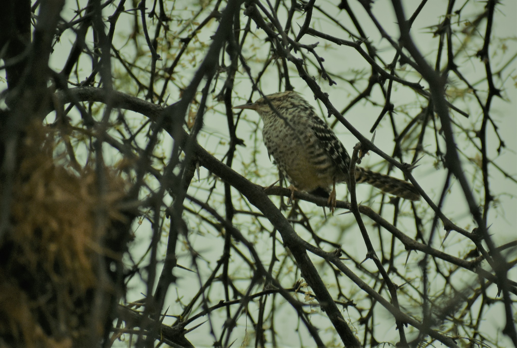 Troglodytidae image