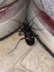 Oxycheila tristis